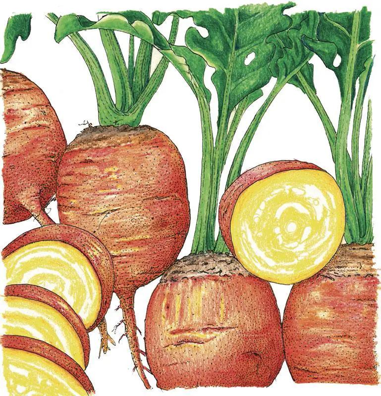 Golden Detroit Beet Seeds (Organic) - Tampa Home & Garden Store