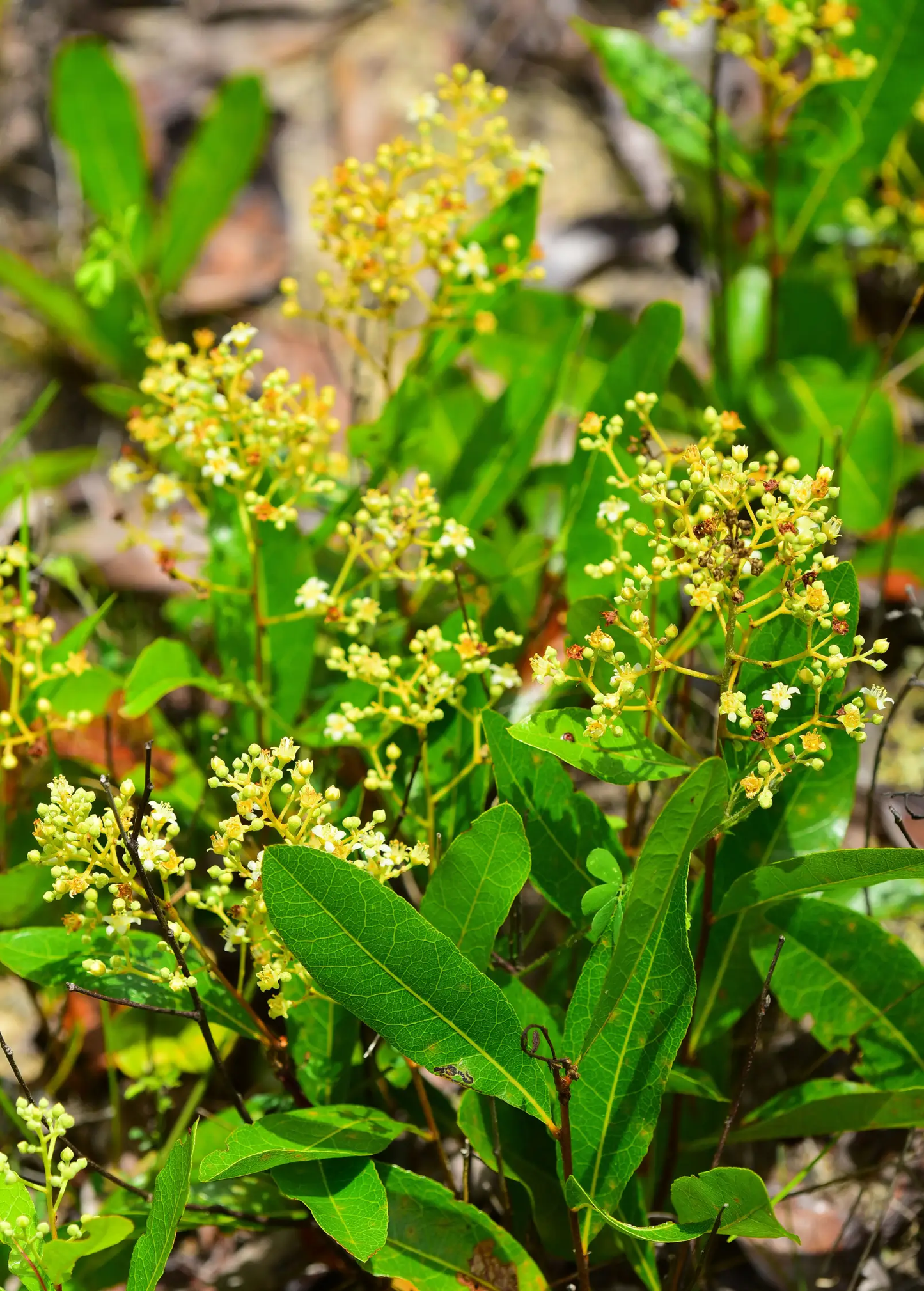 Gopher Apple Tree Groundcover Shrub Sow Exotic with yellow flower clusters and green leaves on Tampa Home & Garden Store