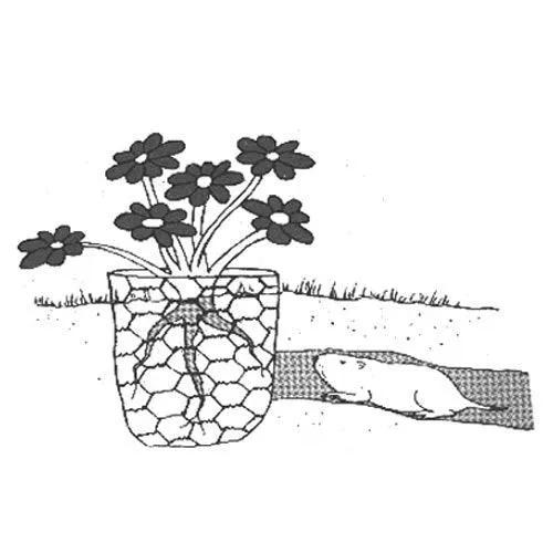 Gopher wire garden barrier roll 3 ft x 100 ft around a potted plant Grow Organic pest control on Tampa Home & Garden Store