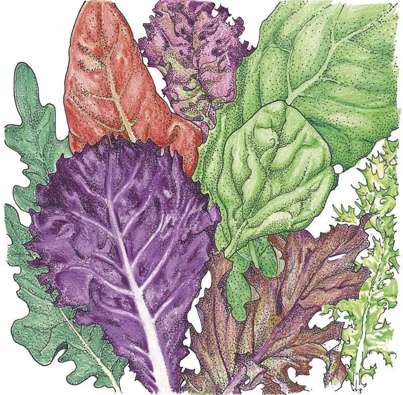 Gourmet Mix Lettuce Seeds organic blend of green and purple lettuce varieties Grow Organic on Tampa Home & Garden Store
