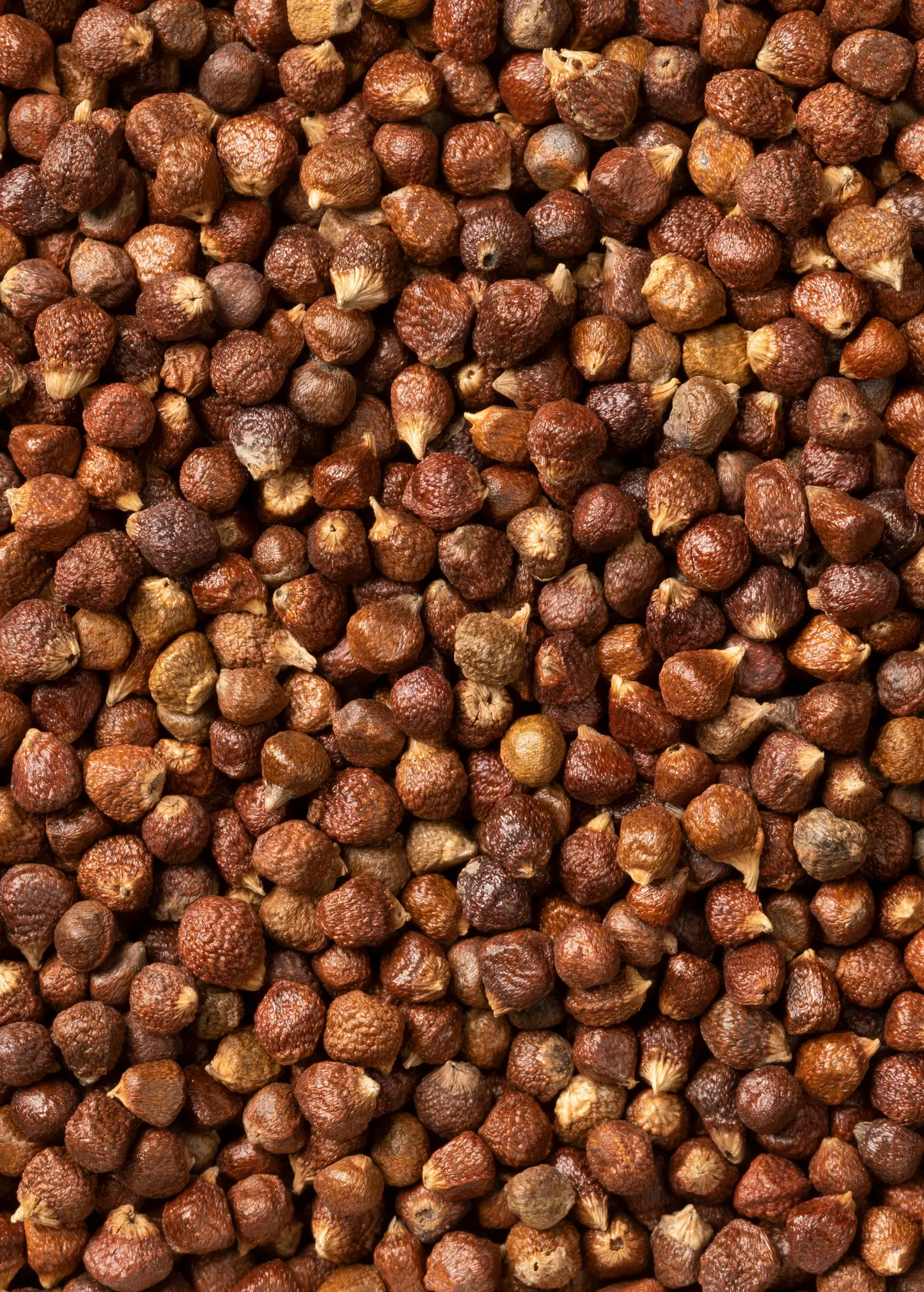 Grains of Paradise seeds Aframomum melegueta, dried brown wrinkled seeds in bulk on Tampa Home & Garden Store