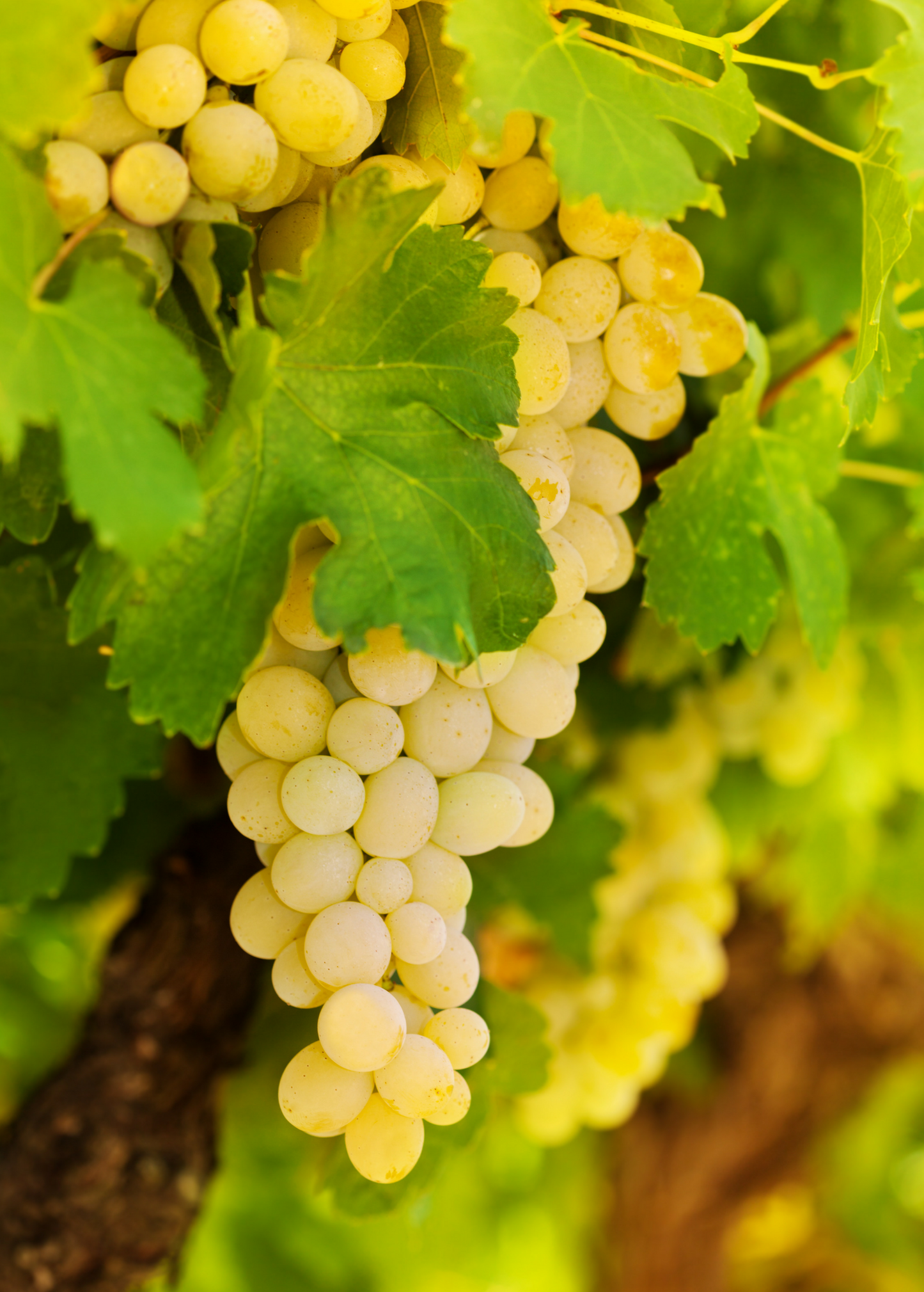 Grape 'Blanc du Bois' (Vitis vinifera) - Tampa Home & Garden Store