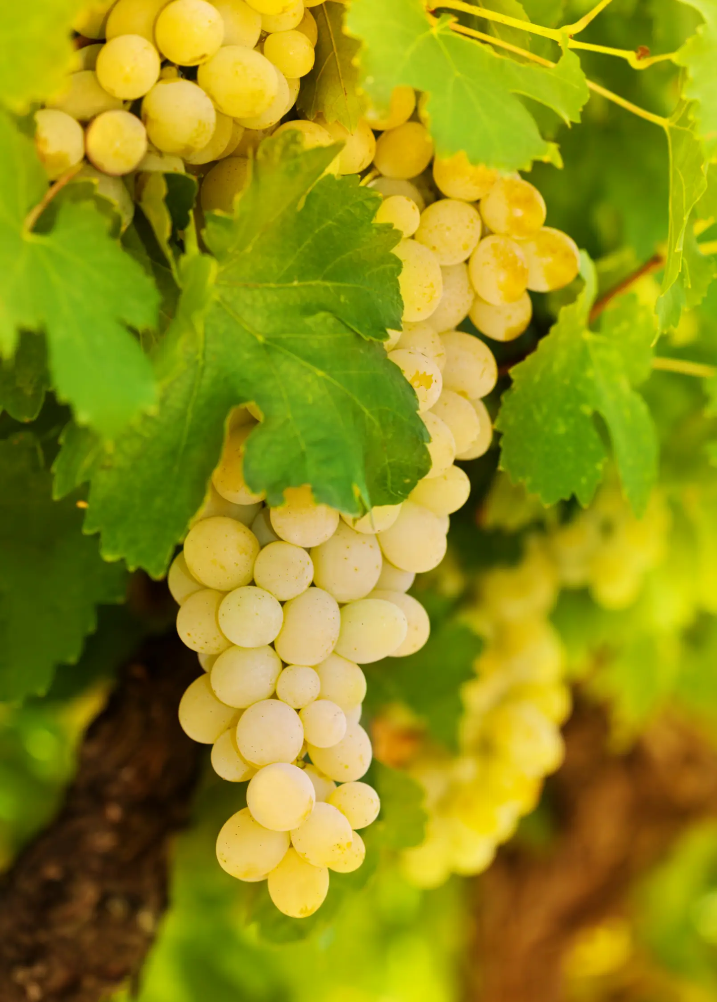 Blanc du Bois grape plant with greenish white grape clusters on Tampa Home & Garden Store
