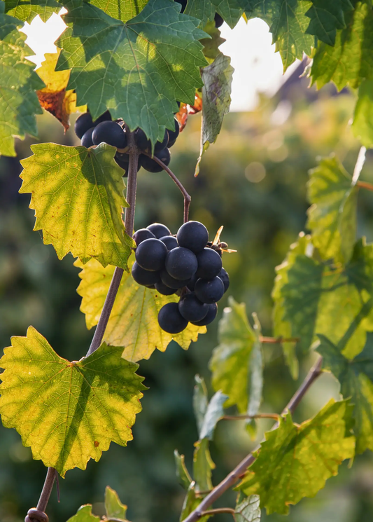 Southern Home Grape fruiting plant by Sow Exotic, dark blue grape clusters on a vine with leaves on Tampa Home & Garden Store