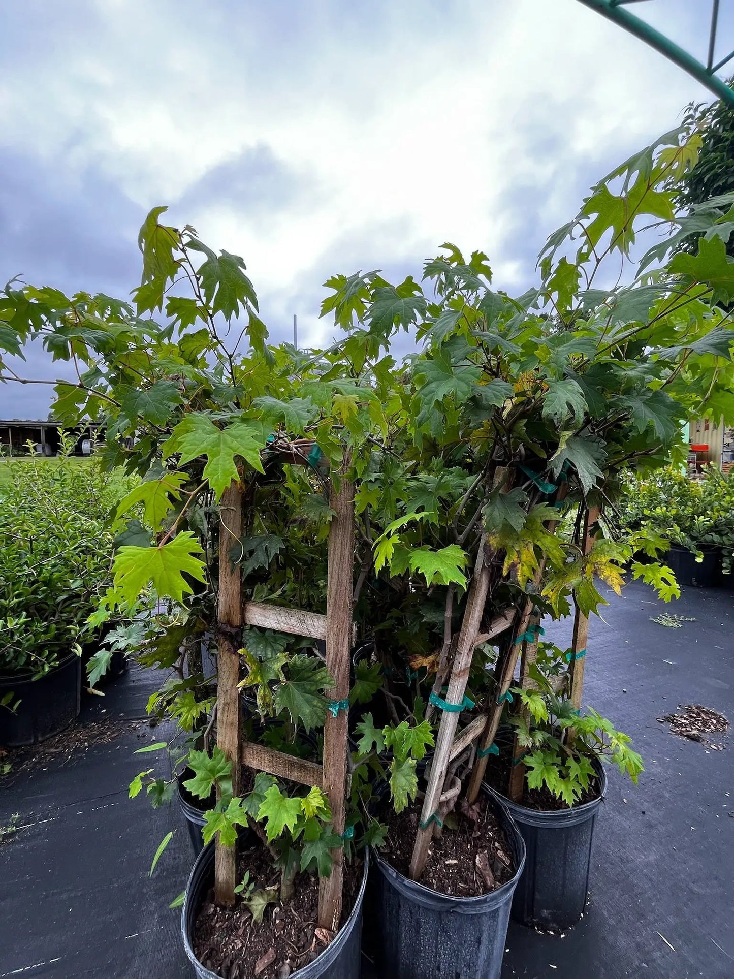 Southern Home Grape Hybrid Muscadine Vinifera grapevine in pots on trellis Sow Exotic on Tampa Home & Garden Store