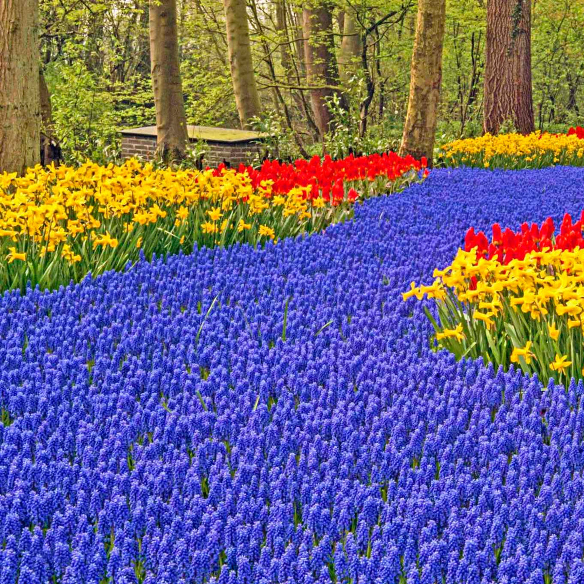 Blue Grape Hyacinth Super Sack plant in a sunny garden bed with yellow and red blooms on Tampa Home & Garden Store