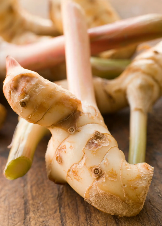 Greater Galangal rhizomes from Sow Exotic herb, pale beige knobby roots, several pieces on Tampa Home & Garden Store