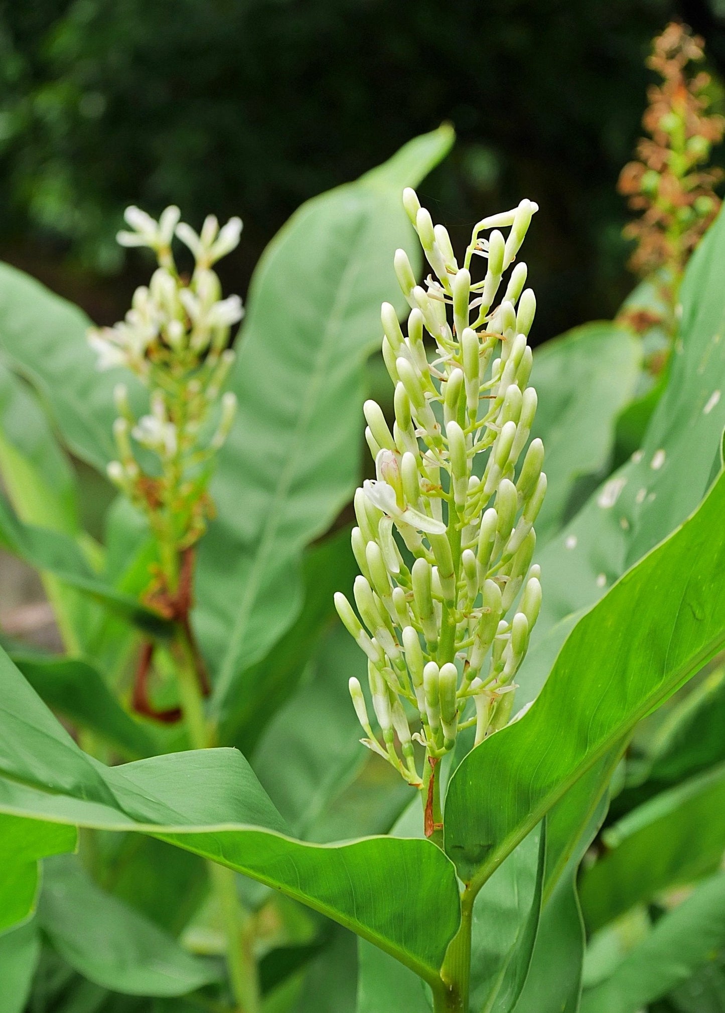 Greater galangal plant with pale green flower spike and large leaves on Tampa Home & Garden Store