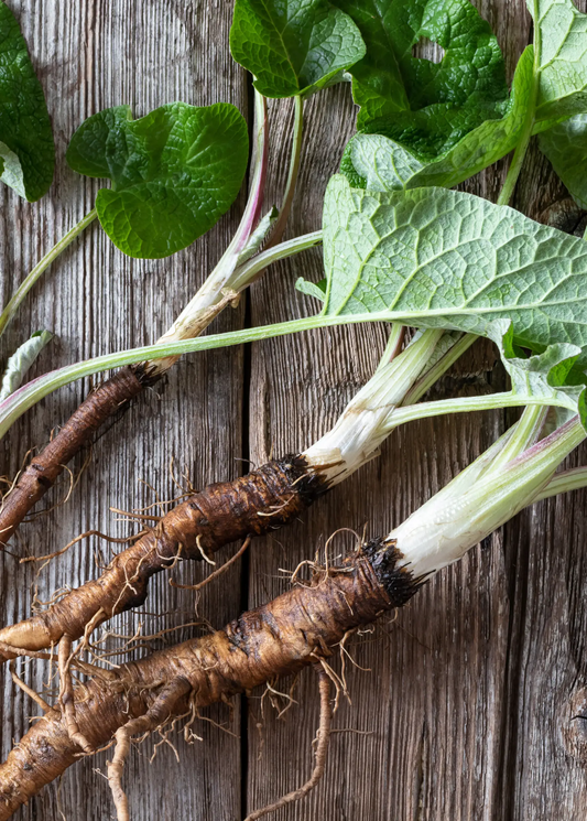 Greater Burdock plant with edible greens; green leaves and pale purple-tinged stems on Tampa Home & Garden Store