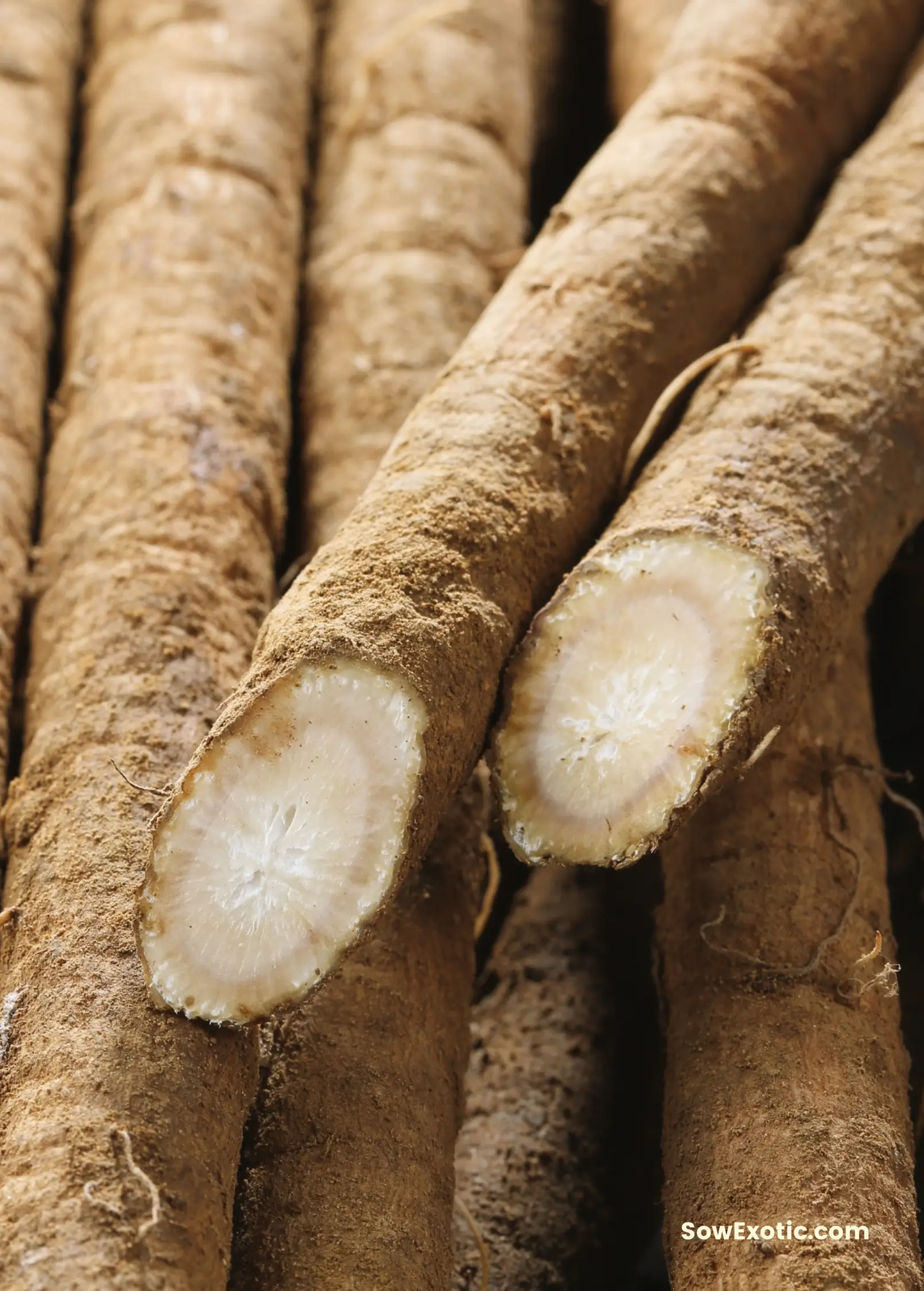 Greater Burdock Plant (Arctium lappa) - Tampa Home & Garden Store