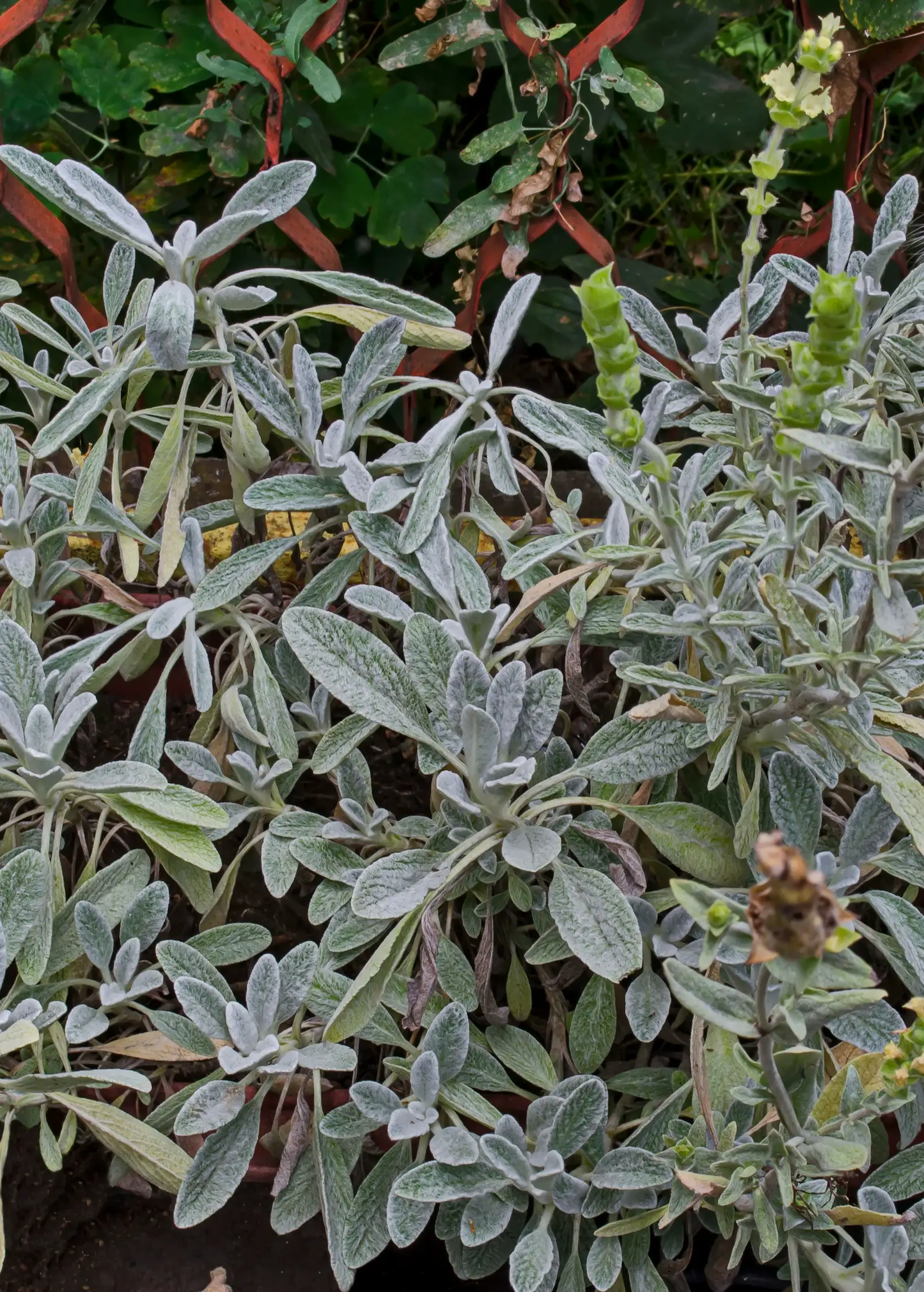 Greek Mountain Tea Plant Sideritis scardica with silver-gray fuzzy leaves, garden herb on Tampa Home & Garden Store