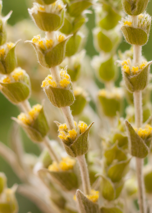 Greek Mountain Tea (Sideritis scardica) - Tampa Home & Garden Store