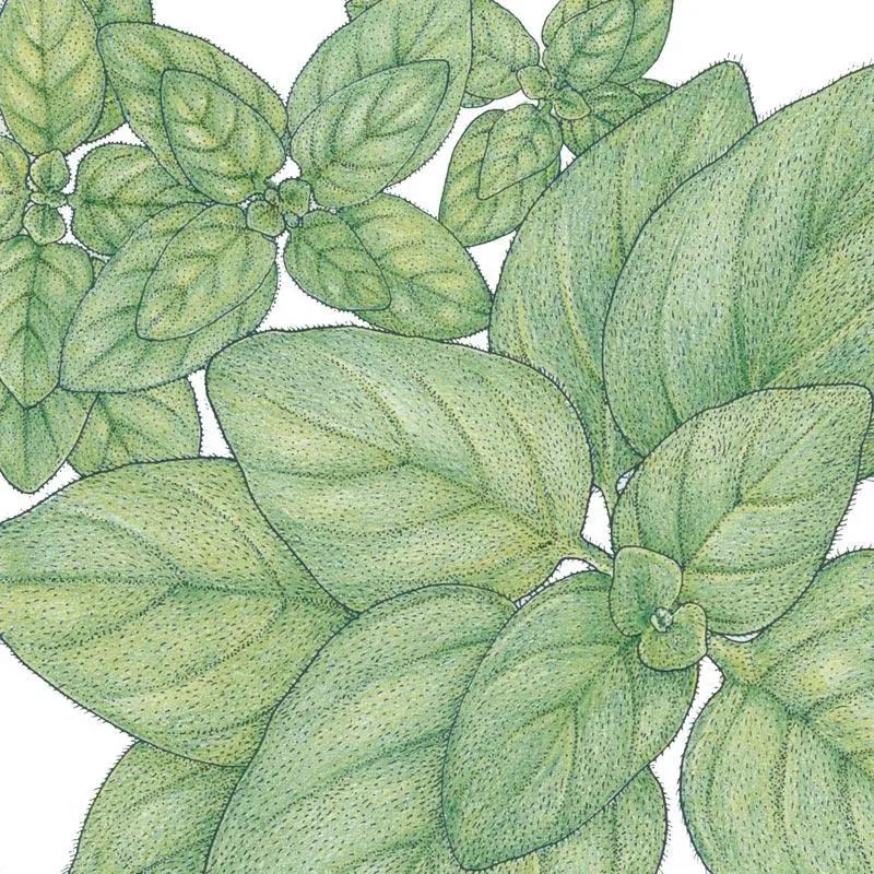 Organic Greek Oregano Seeds for Planting โ green oregano leaves botanical illustration on Tampa Home & Garden Store