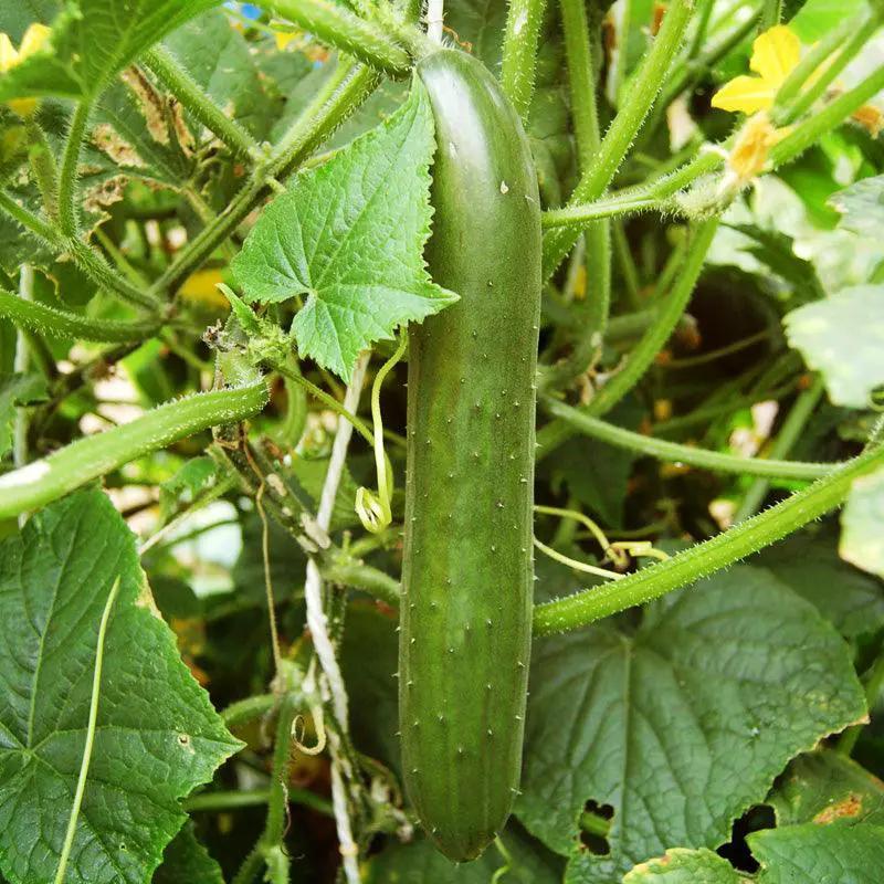 Organic Green Finger Cucumber Seeds, long green cucumber on the vine on Tampa Home & Garden Store