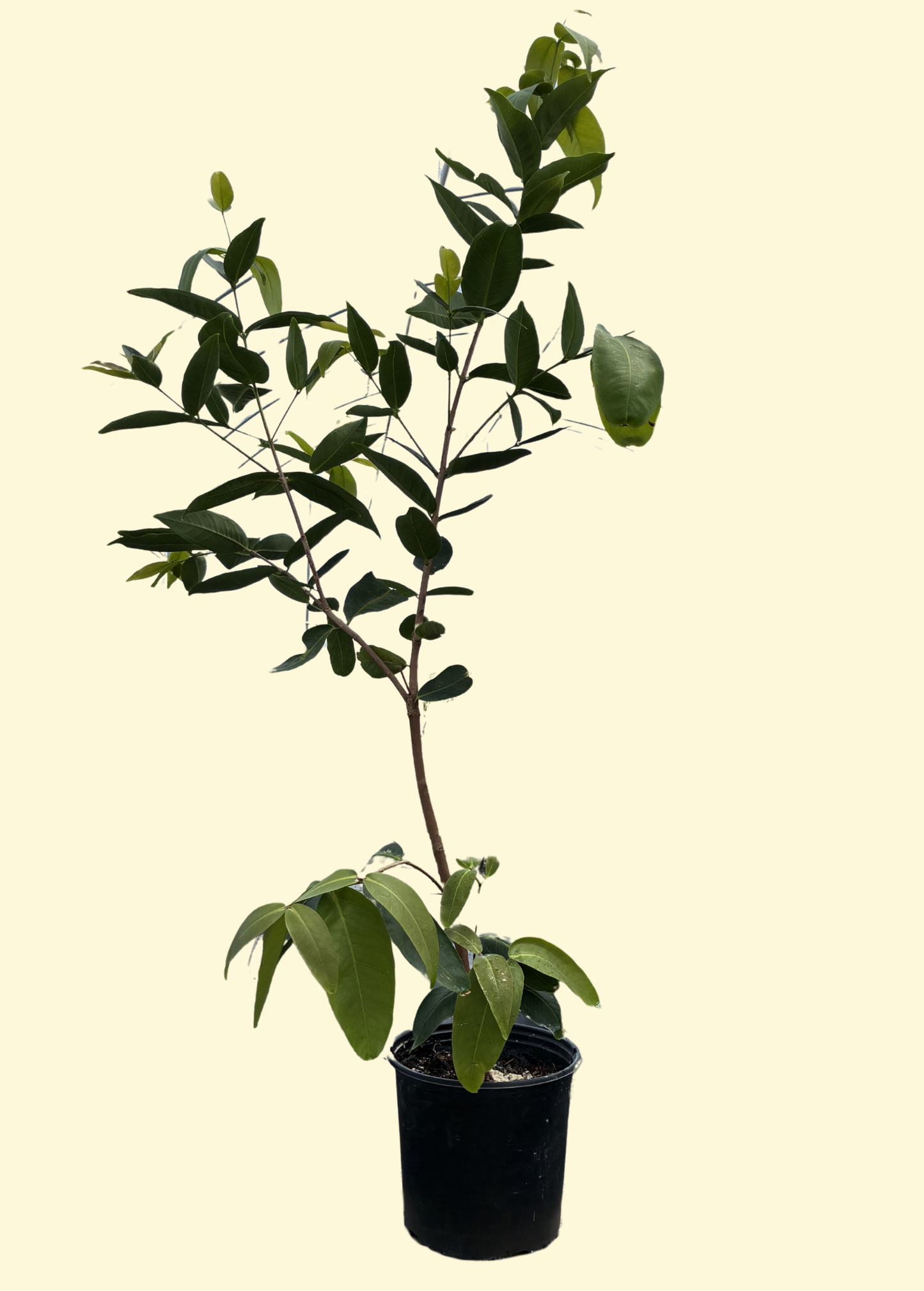 Wax Jambu Tree, Green (Syzygium samarangense)
