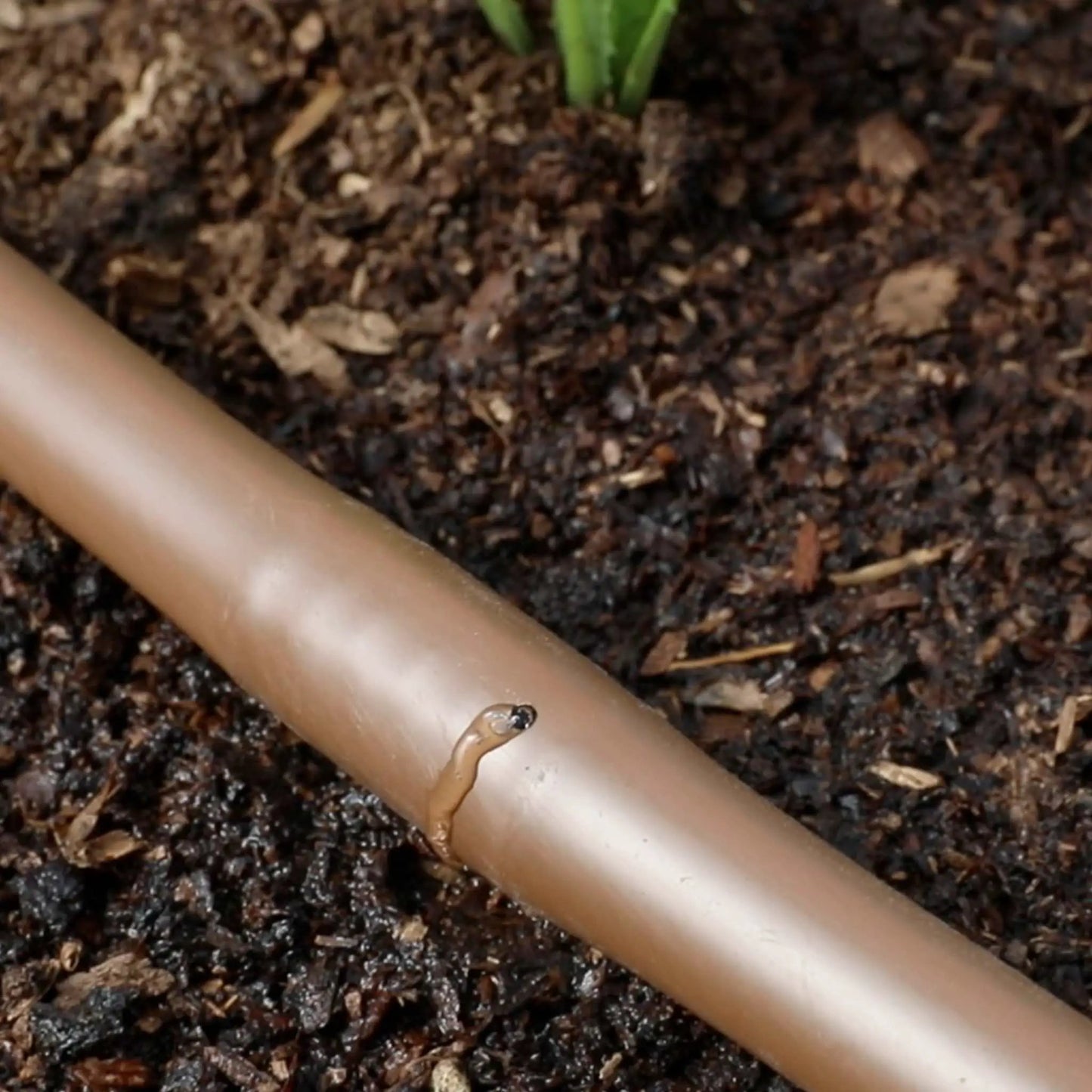 Greenhouse drip irrigation tubing tan with emitters in soil mulch on Tampa Home & Garden Store