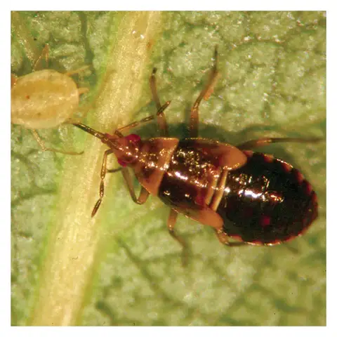 Orius Insidiosus Predatory Thrips Control
