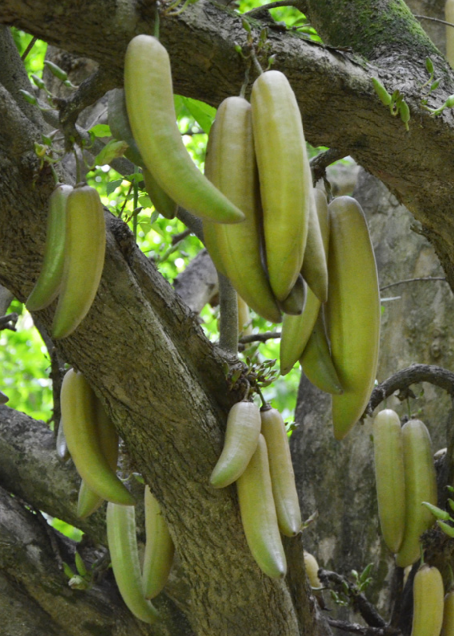 Guajilote tree fruit from the trunk, pale green elongated pods on a tropical fruit tree on Tampa Home & Garden Store