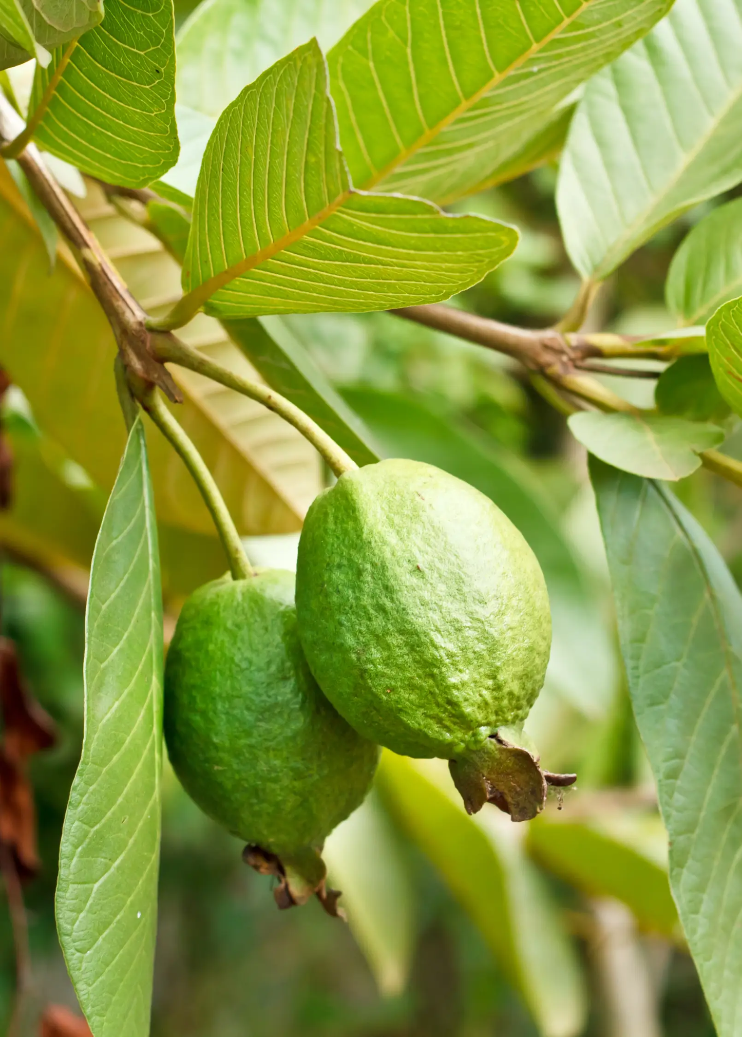 Guava Tree Ruby Supreme from Sow Exotic with green oval fruits on leafy branches on Tampa Home & Garden Store