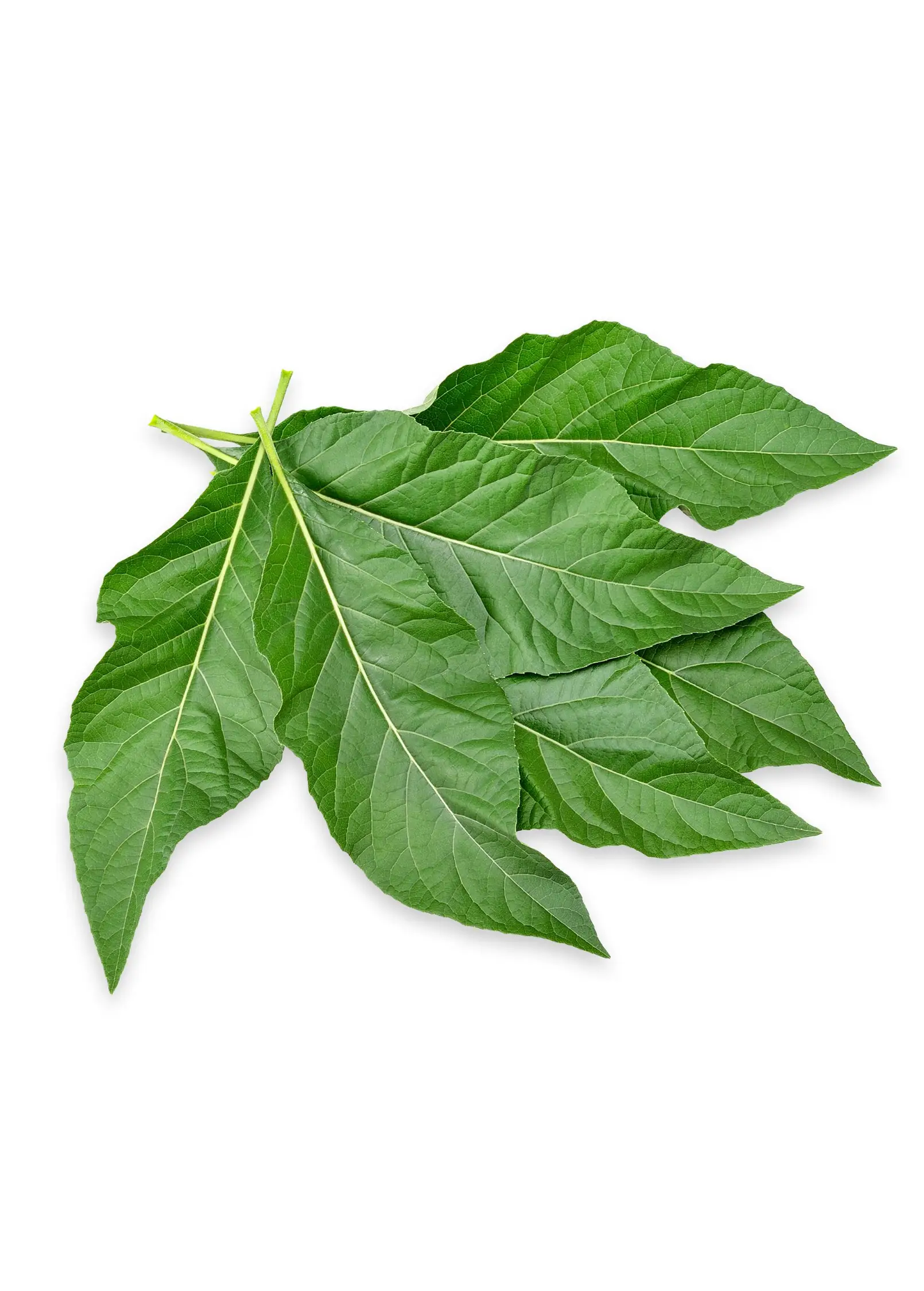 Bitter Leaf Tree (Gymnanthemum extensum) - Tampa Home & Garden Store