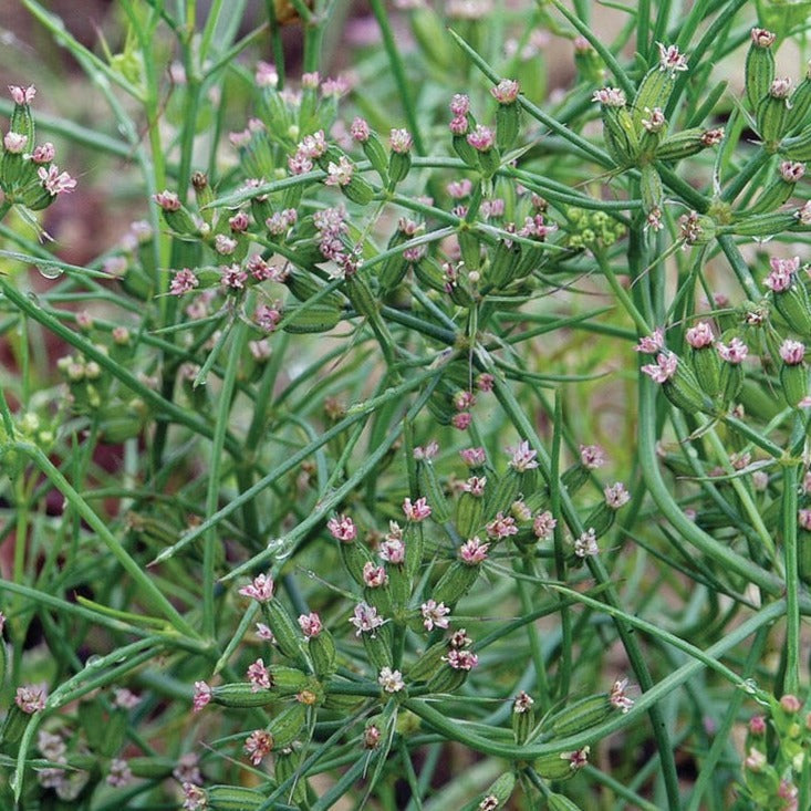 Cumin seeds plant with slender green stems and clusters of tiny pink blossoms on Tampa Home & Garden Store