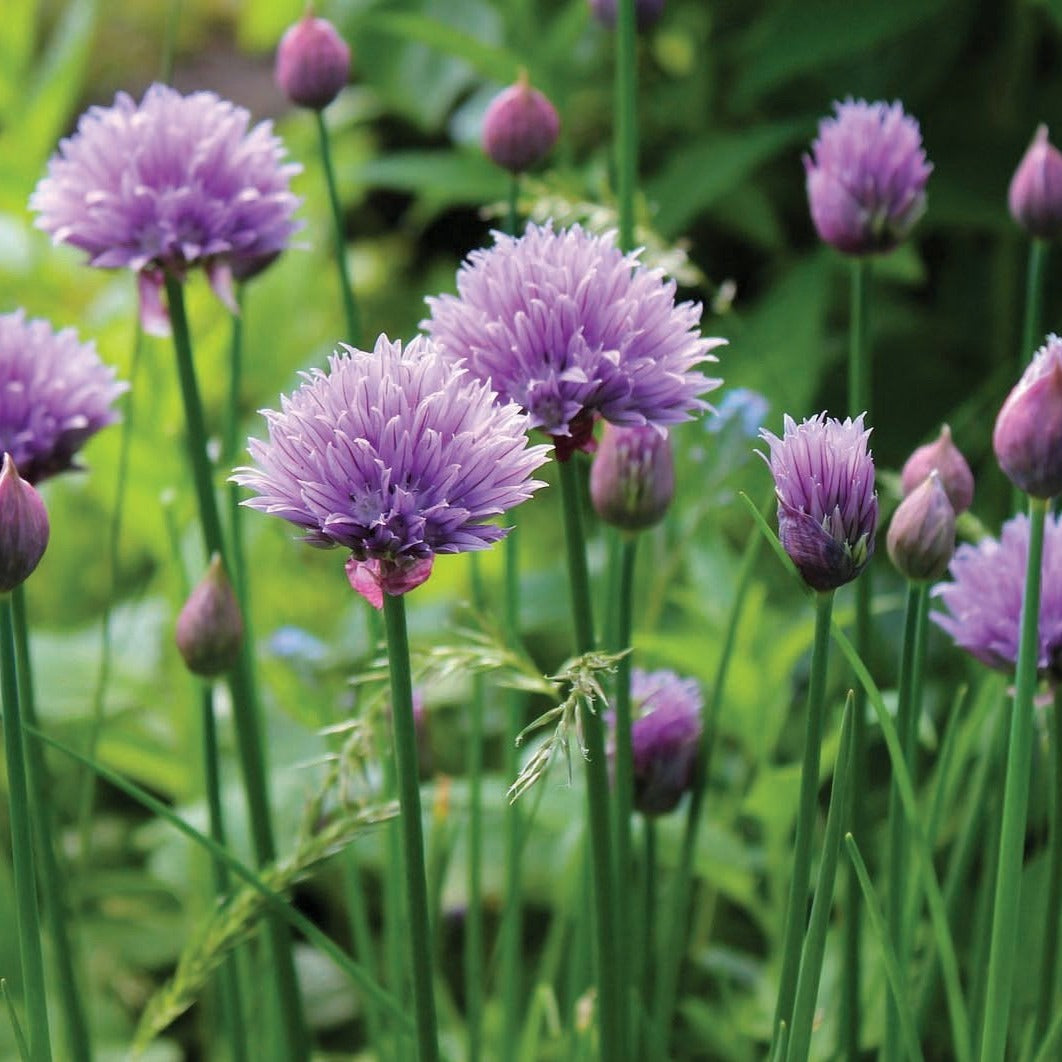 Chive seeds Seedtime Store image shows purple globe allium-like blossoms in a garden on Tampa Home & Garden Store