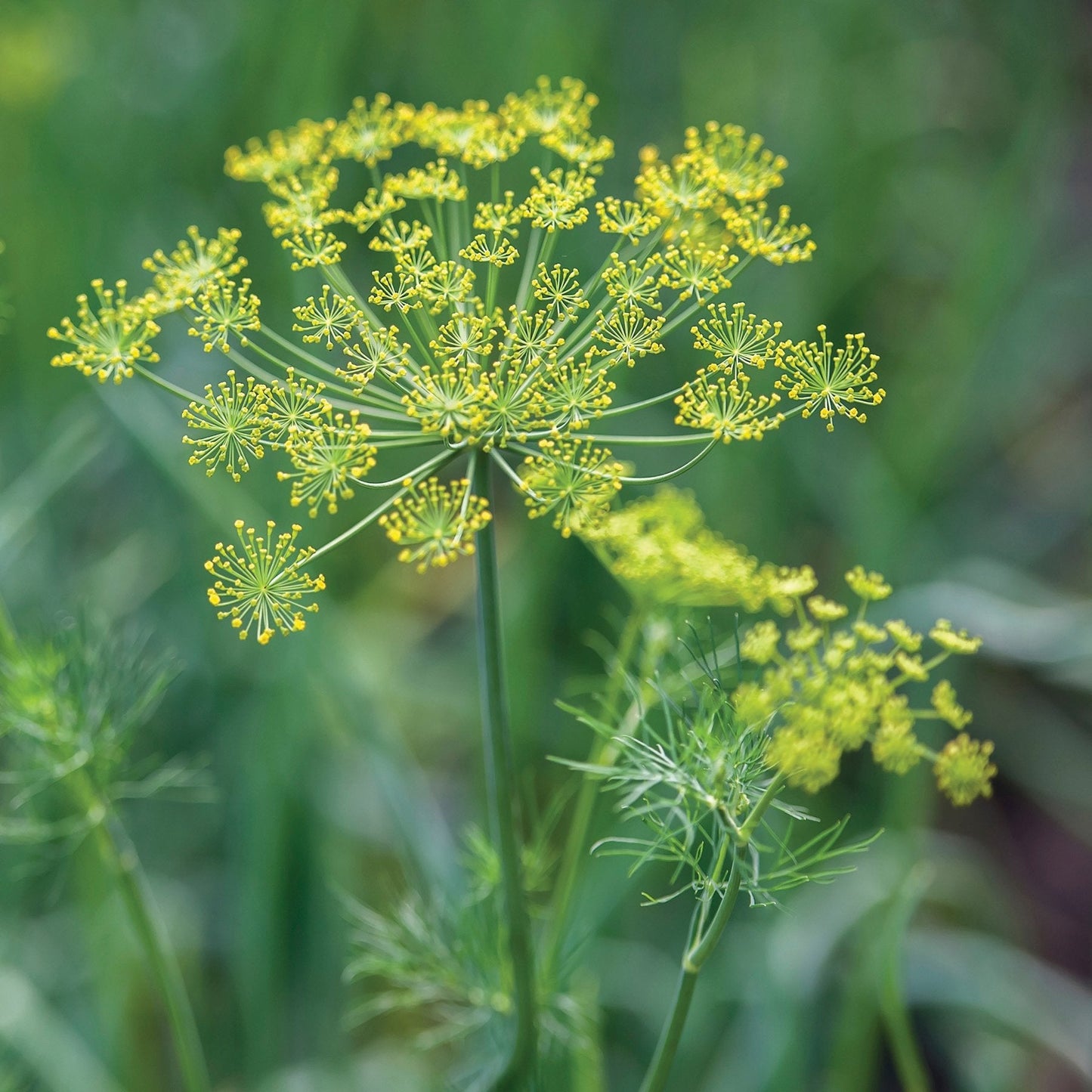 Dukat Dill seeds yellow dill flower umbels on slender green stems Seedtime Store on Tampa Home & Garden Store