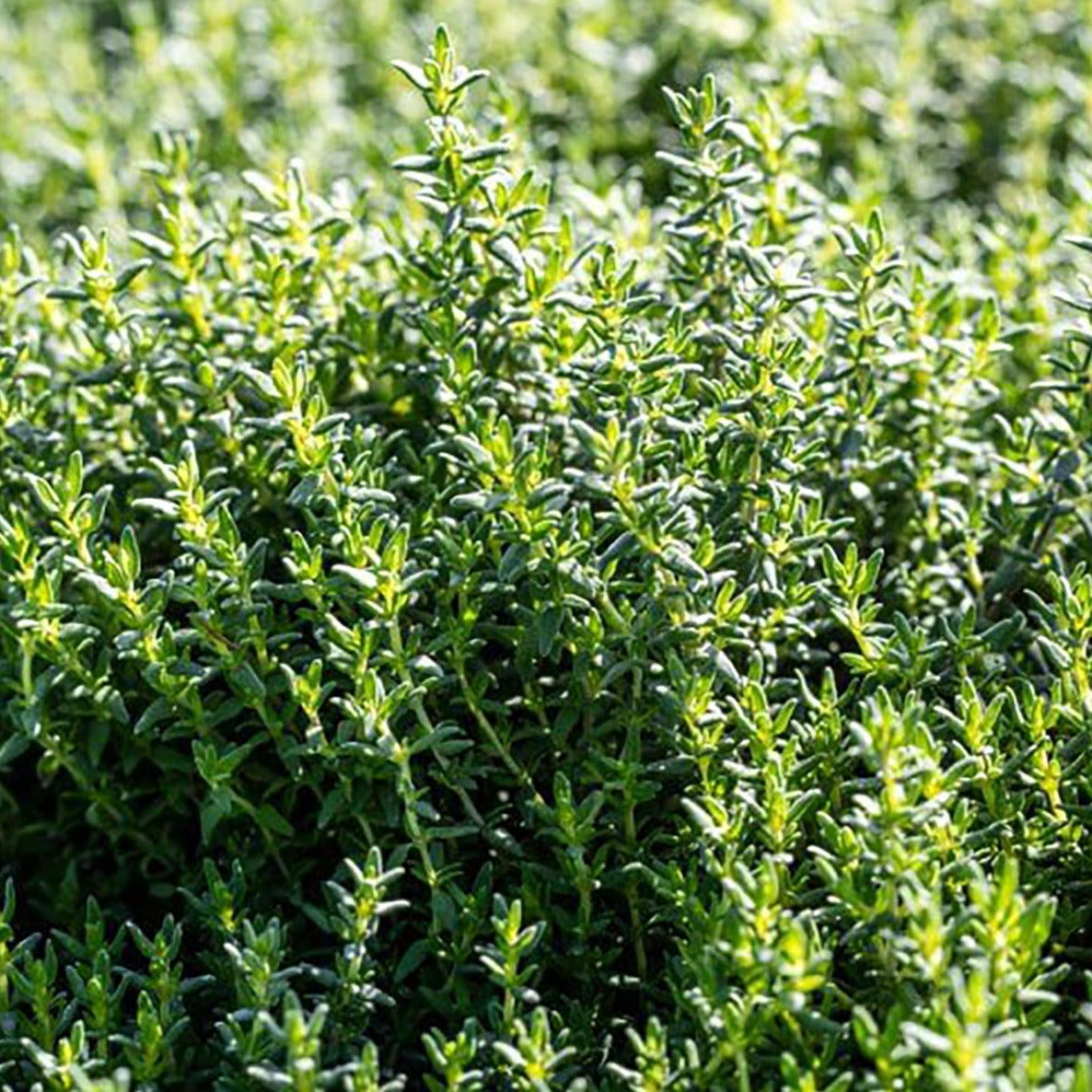 French Thyme seeds with compact green thyme foliage on Tampa Home & Garden Store