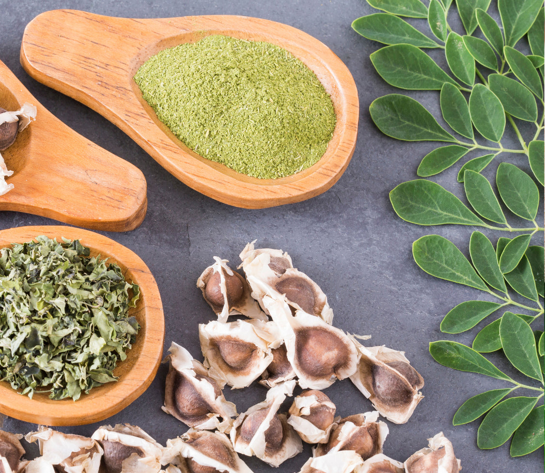 Moringa Seeds on wooden spoons with green moringa powder and moringa leaves Seedtime Store on Tampa Home & Garden Store