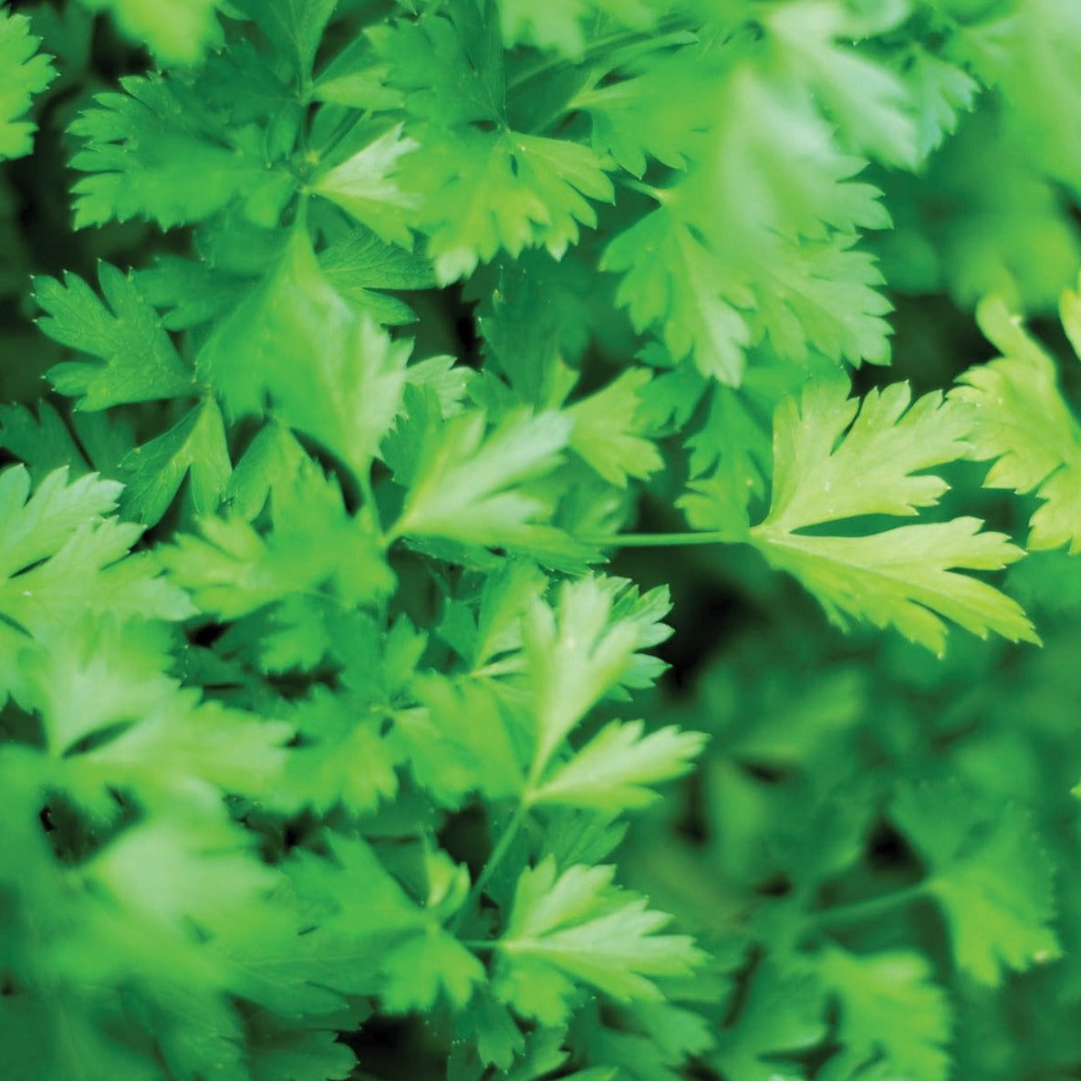 Dark green flat-leaf parsley leaves close-up, vibrant herb foliage on Tampa Home & Garden Store