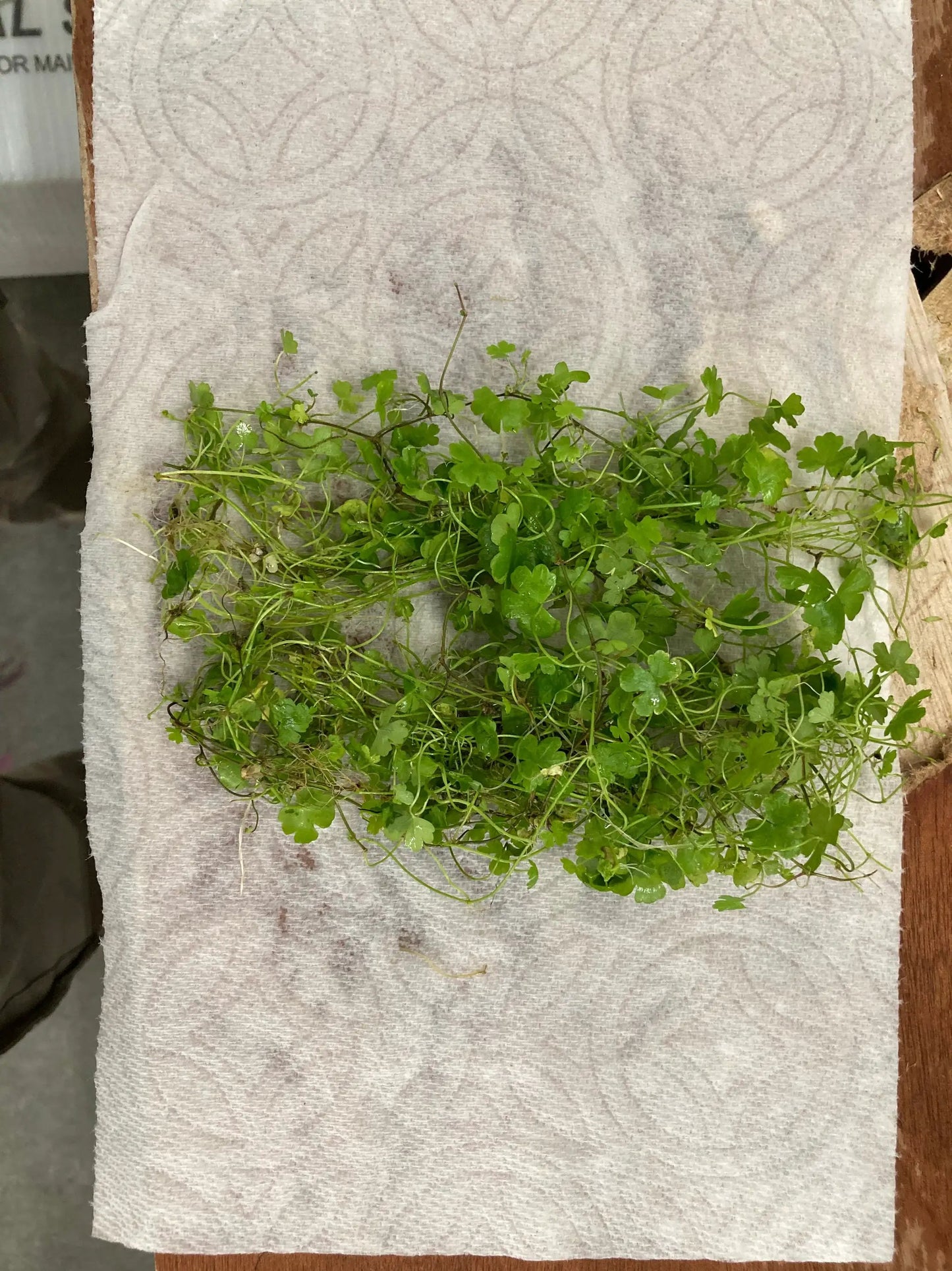 Hydrocotyle Tripartita Japan - Tampa Home & Garden Store