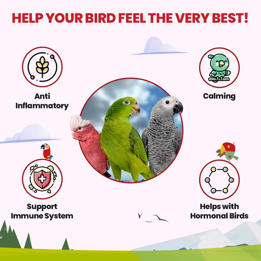 Halcyon Parrot Tea, Bird Street Bistro; organic herbal tea for birds with green pink gray parrots on Tampa Home & Garden Store