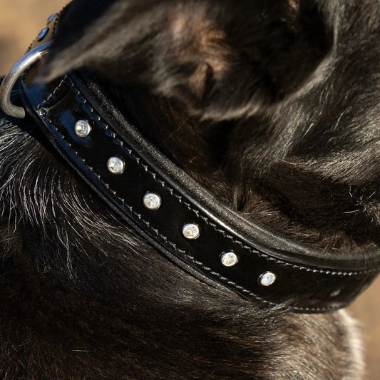 Halter Ego Black Patent Celebrity Dog Collar with rhinestone accents and metal D-ring on Tampa Home & Garden Store