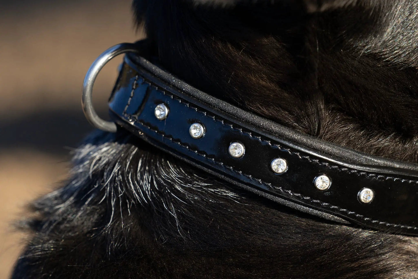 Halter Ego Black Patent Celebrity Dog Collar with rhinestone studs and metal D-ring on Tampa Home & Garden Store