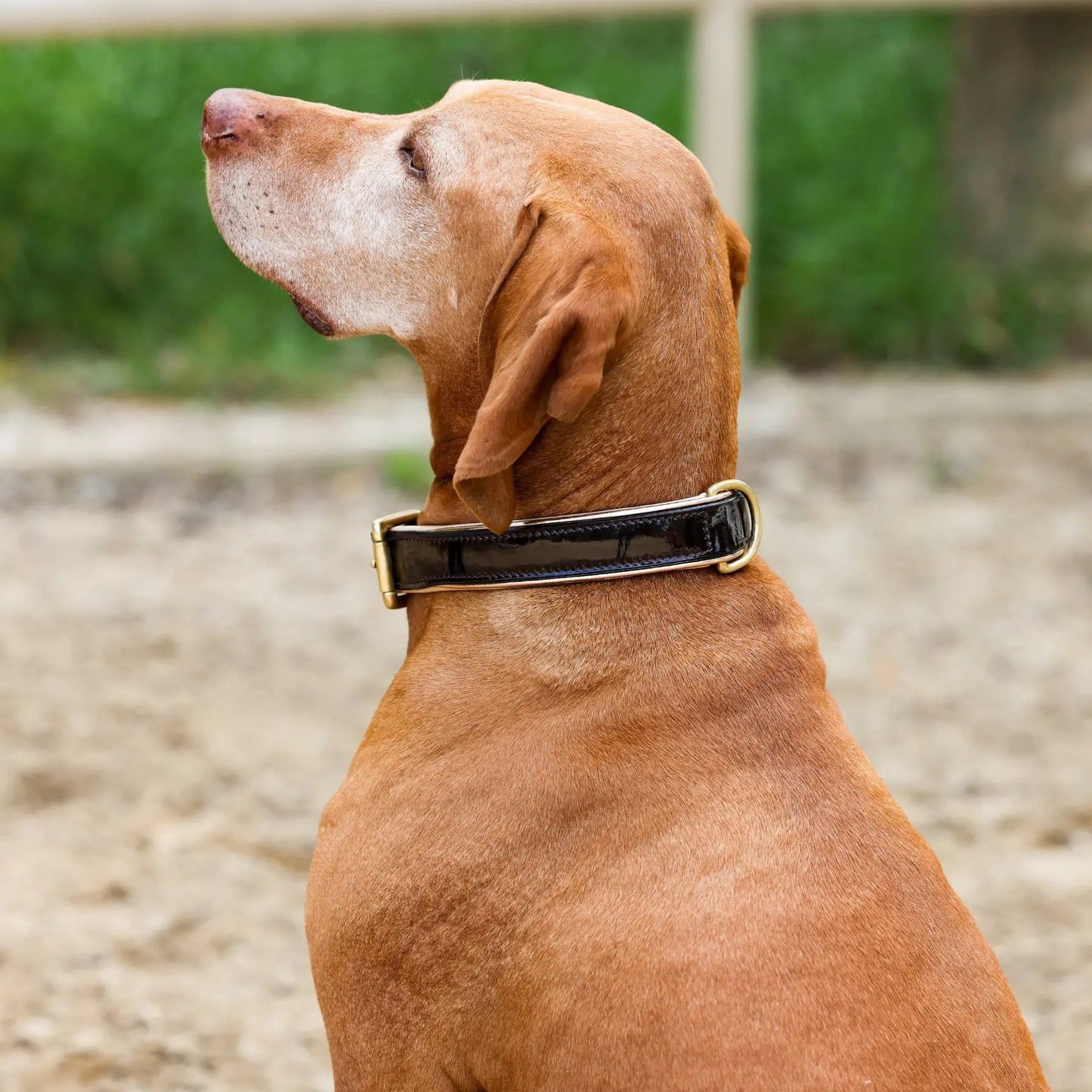 Halter Ego Brown Patent Florence Dog Leash on a brown dog wearing a black patent collar on Tampa Home & Garden Store