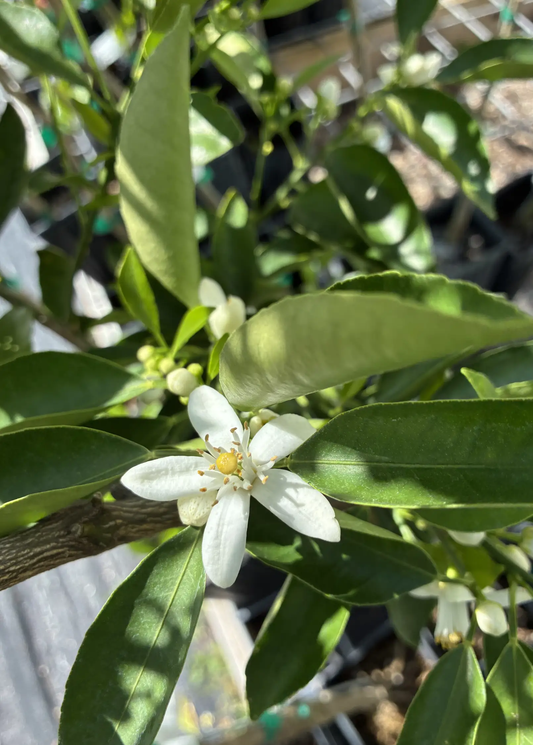 Hamlin Sweet Orange Tree (Citrus x Sinensis ‘Hamlin’) - Tampa Home & Garden Store