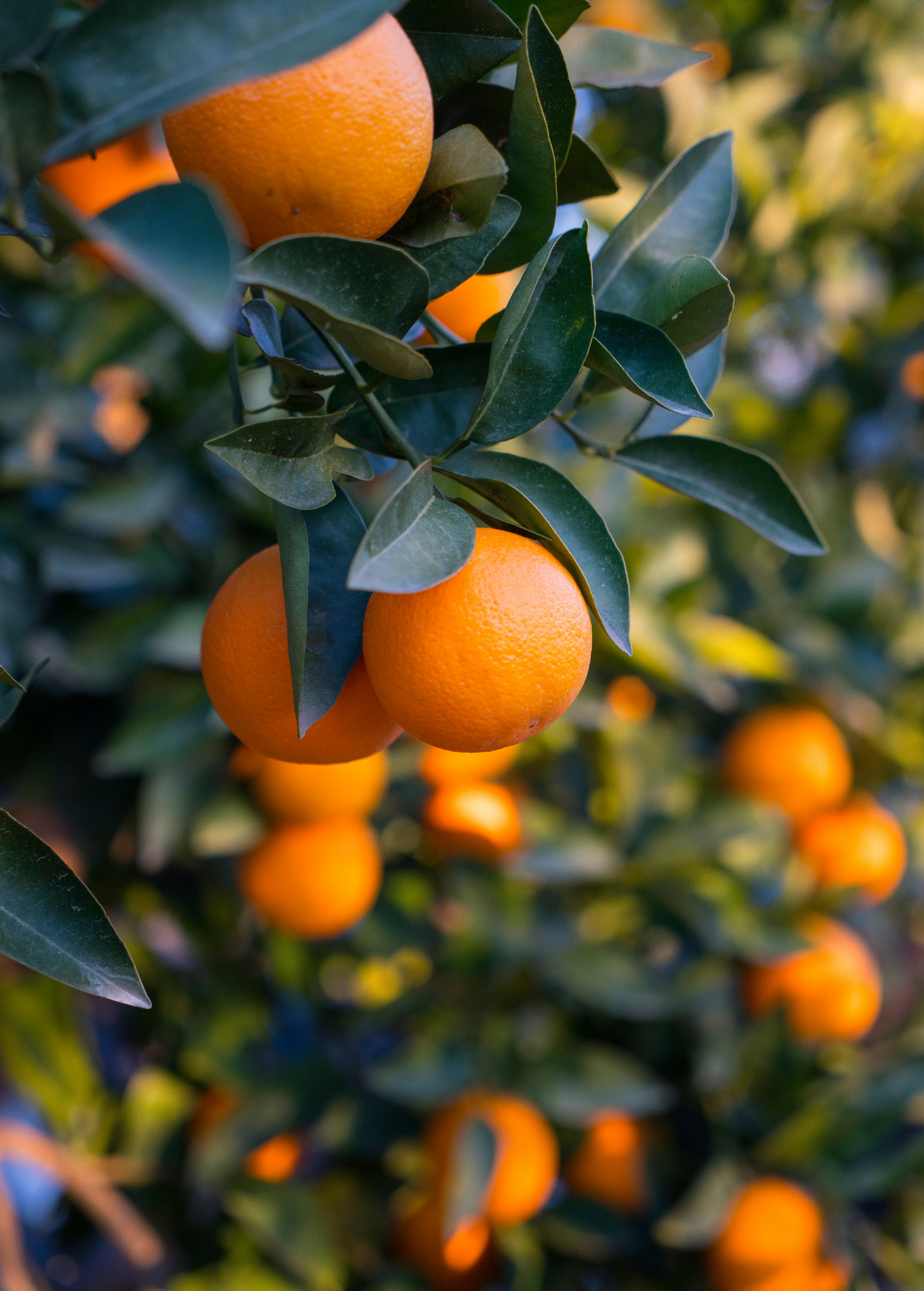 Hamlin Sweet Orange Tree (Citrus x Sinensis ‘Hamlin’)
