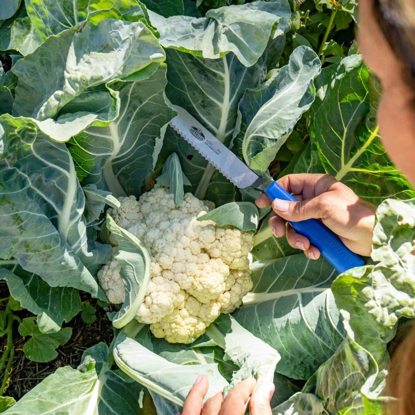 Harvest Knife for Spinach & Leafy Greens- Serrated - Tampa Home & Garden Store