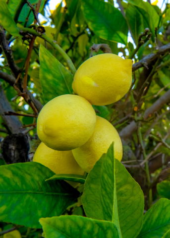 Harvey Lemon Tree (Citrus × pyriformis) - Tampa Home & Garden Store