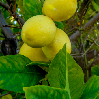 Harvey Lemon Tree (Citrus × pyriformis) - Tampa Home & Garden Store