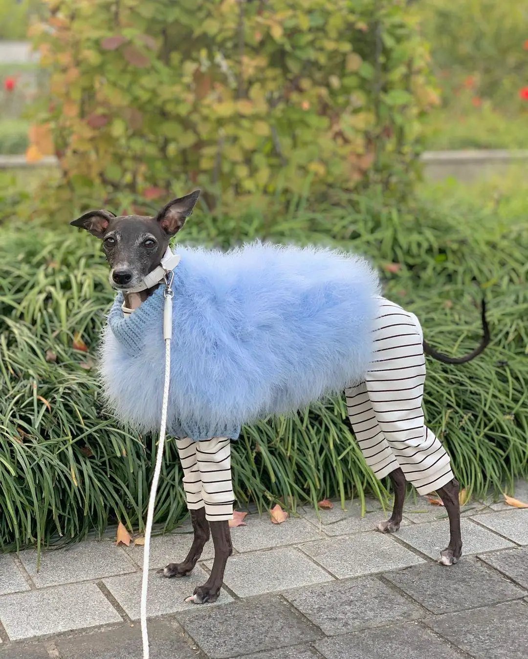 Feathered Luxury Pet Sweater blue fluffy knit for dogs by Furr Baby Gifts on Tampa Home & Garden Store