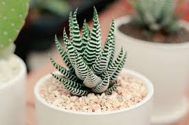 Haworthia - Tampa Home & Garden Store