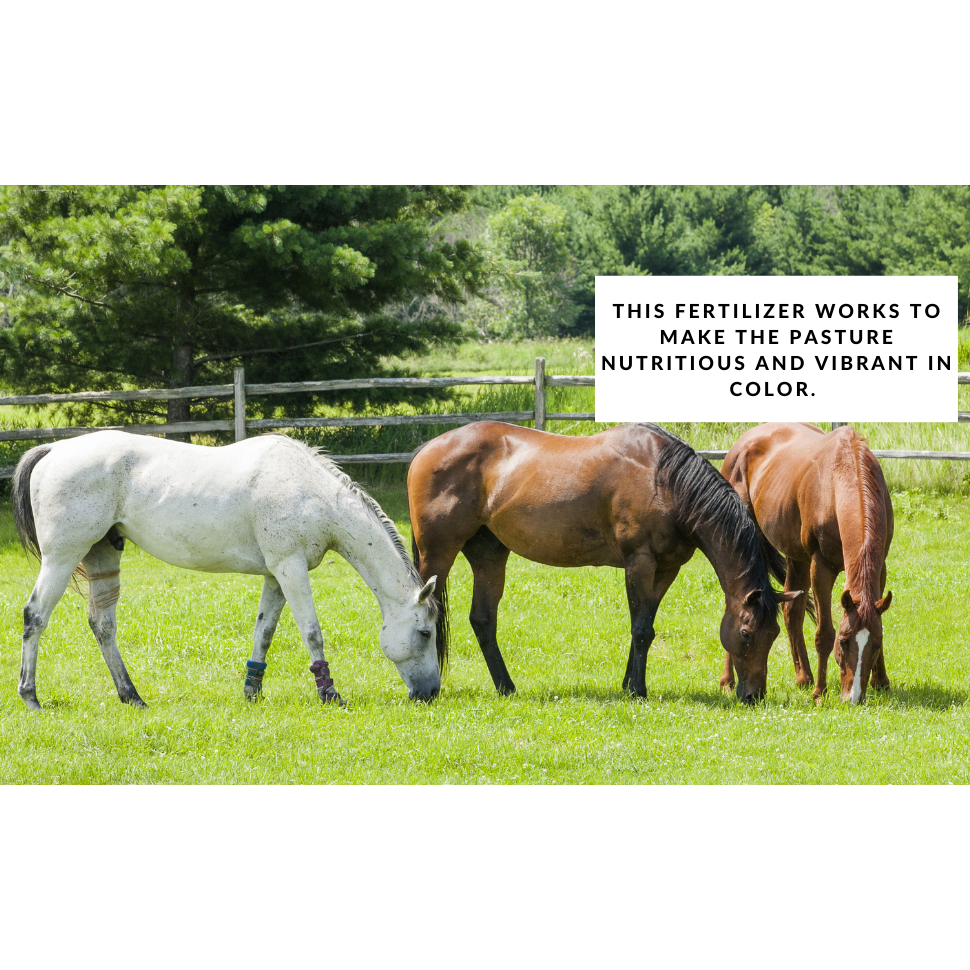 Hay & Pasture Formula pasture fertilizer by GS Plant Foods in a grassy field with grazing horses on Tampa Home & Garden Store