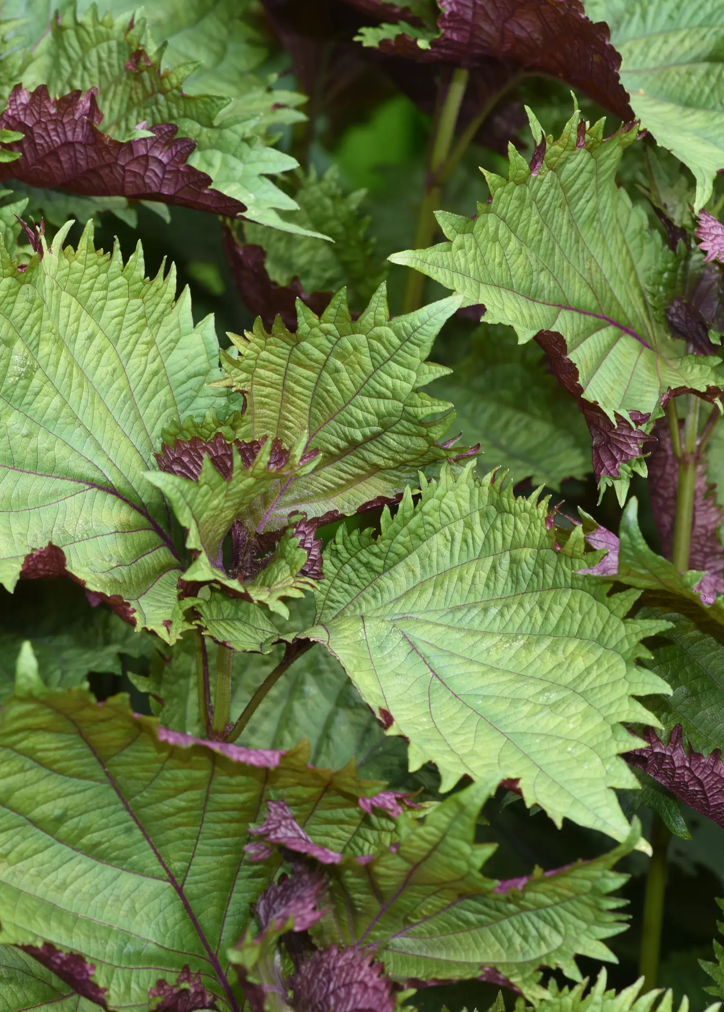 Britton Shiso (Perilla frutescens var. crispa ‘Britton’) - Tampa Home & Garden Store