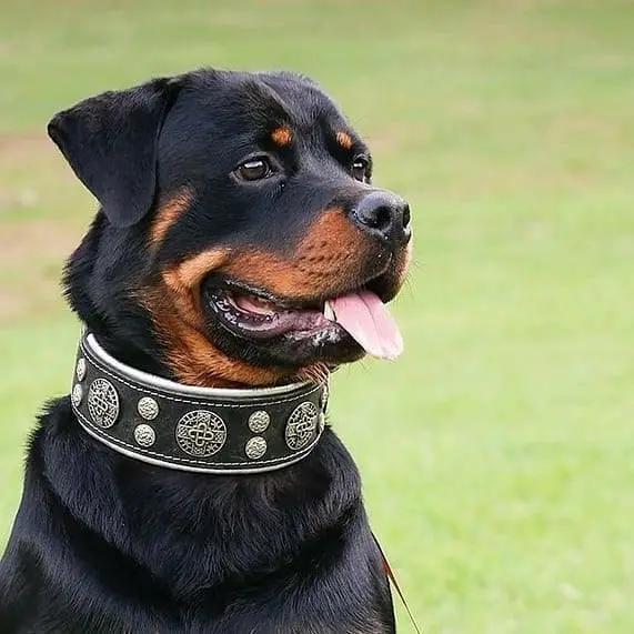 Hektor Leather Collar With Orthopedic Cushion; black leather with studs Bestia Dog Gear on Tampa Home & Garden Store