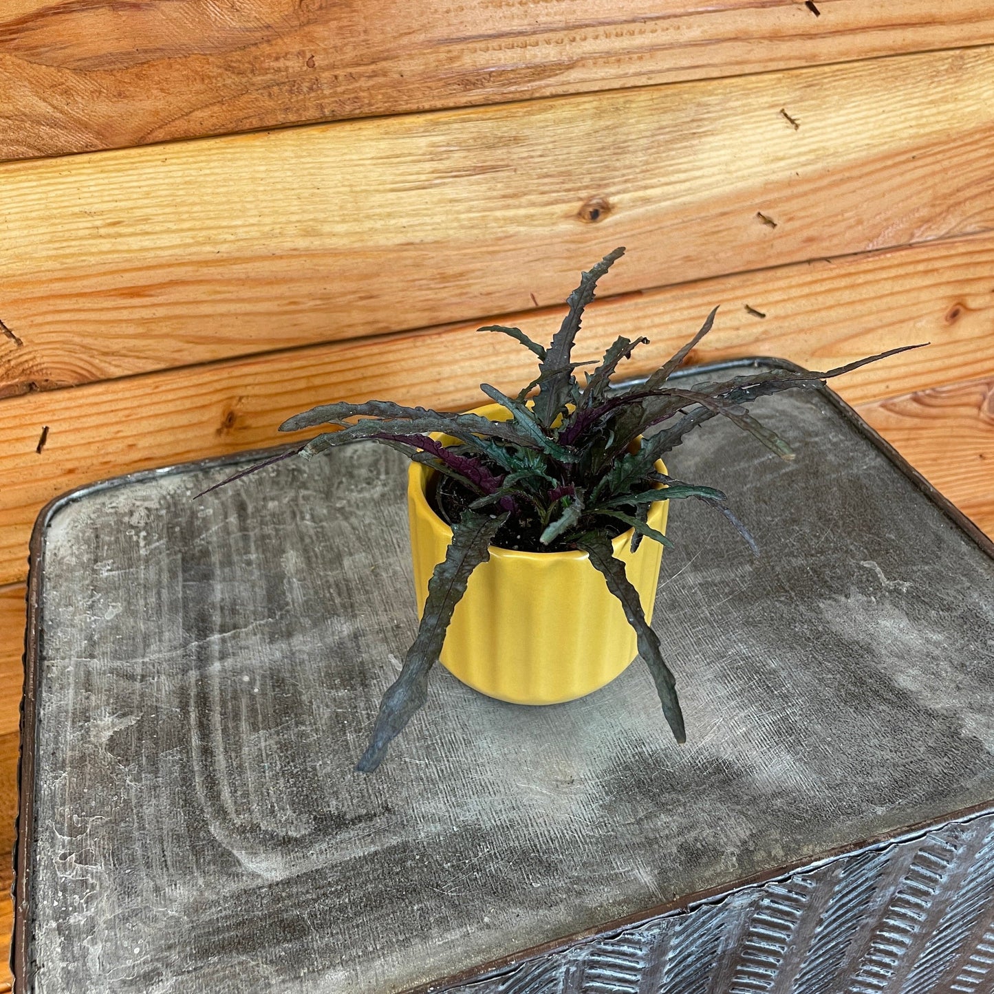 Hemigraphis Dragon's Tongue, 2" Plant - Tampa Home & Garden Store