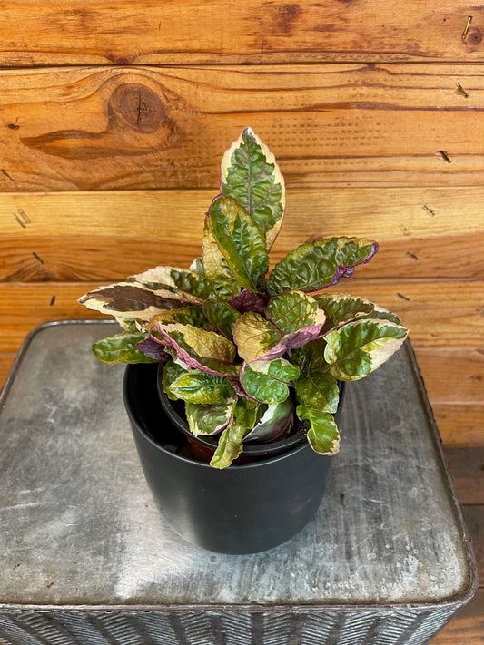 Hemigraphis Variegated Waffle, 4" Plant - Tampa Home & Garden Store