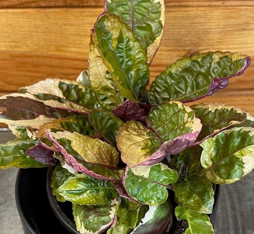 Hemigraphis Variegated Waffle, 4" Plant - Tampa Home & Garden Store