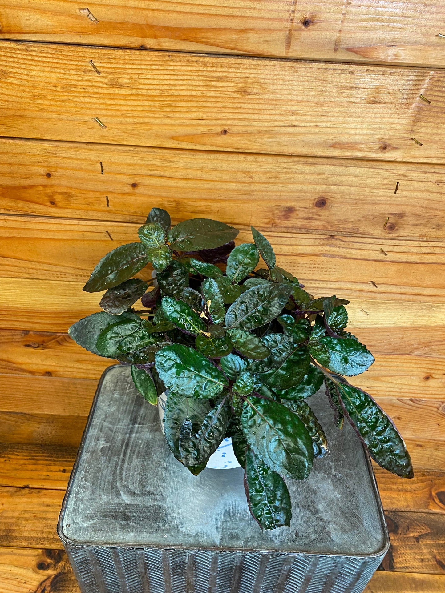 Hemigraphis Alternata Purple Waffle Plant dark green leaves with purple tint in a pot on Tampa Home & Garden Store