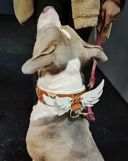 Hermes Collar - Tampa Home & Garden Store
